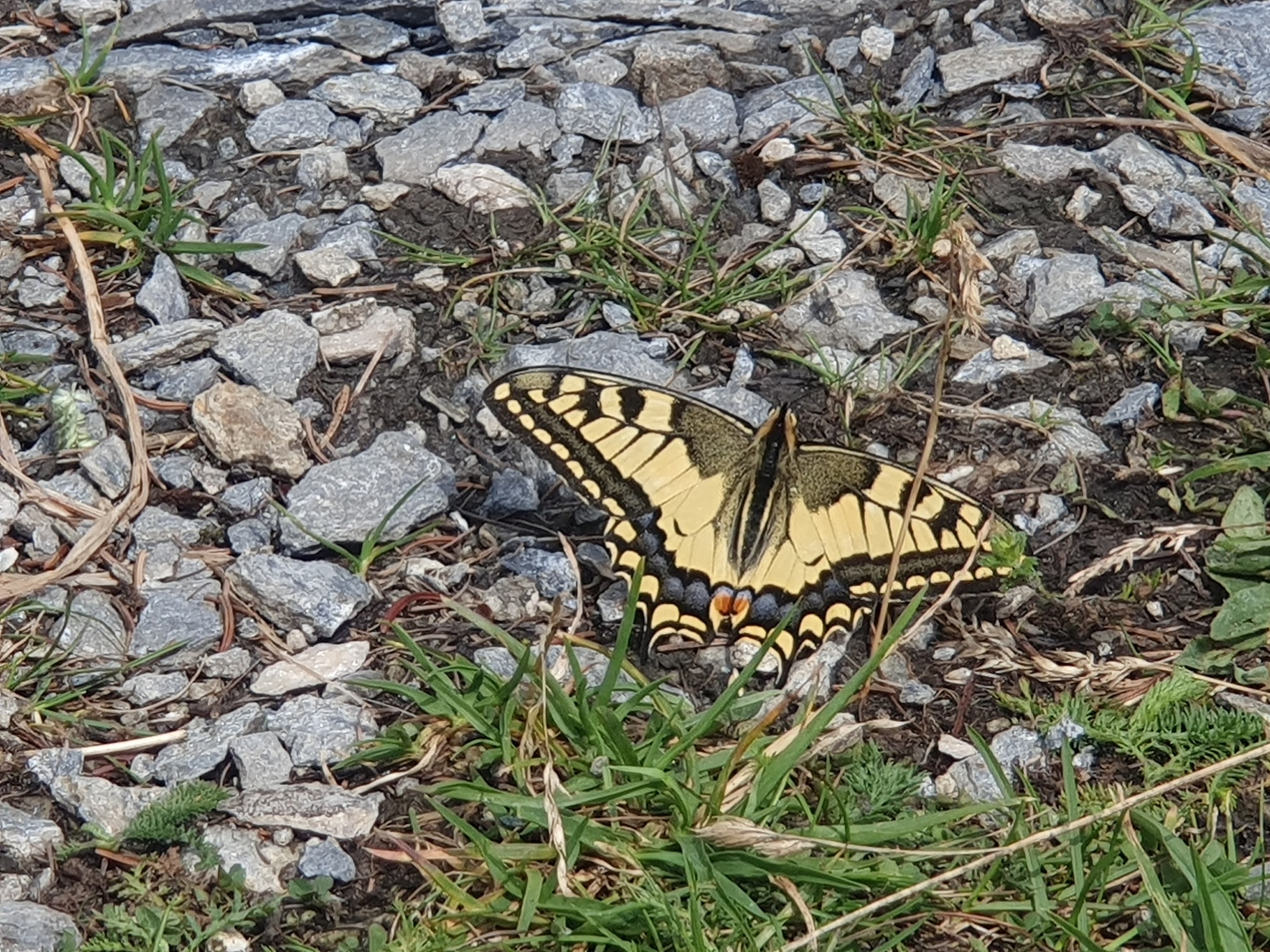 Schmetterling