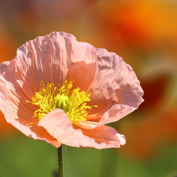 Mohn / © Rollstein/pixabay.com/CC0 1.0 Mohn